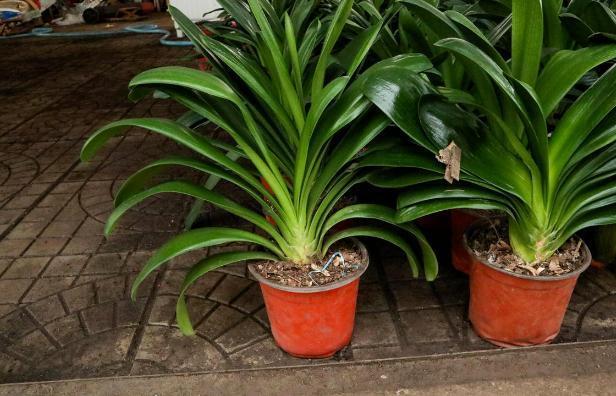 骨头|盆养君子兰,7天浇一次臭水,保管网格叶油绿、开花多