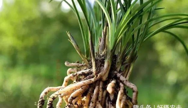 兰花|兰花叶片瘦小,需要赶快施肥吗兰友这样操作才正确