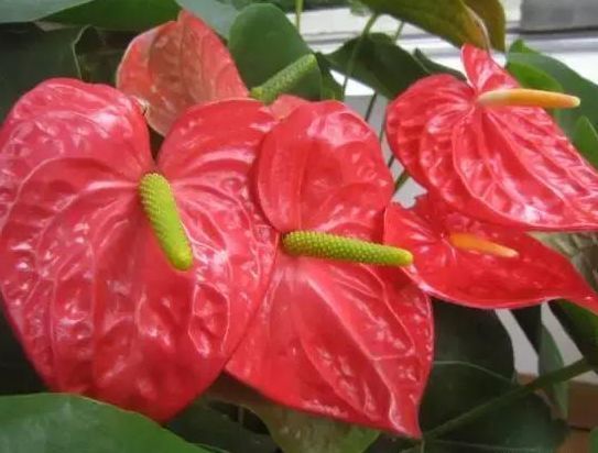 阳台养花,不妨养这款植物,茎叶纤秀,柔美优雅,极富竹韵