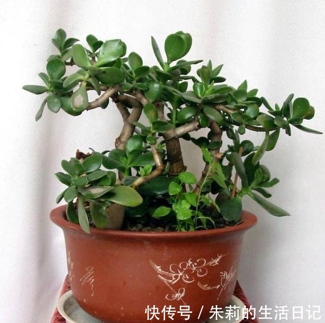 室内养玉树,注意3个“细节”,叶油绿肥厚,枝子壮,长爆盆!