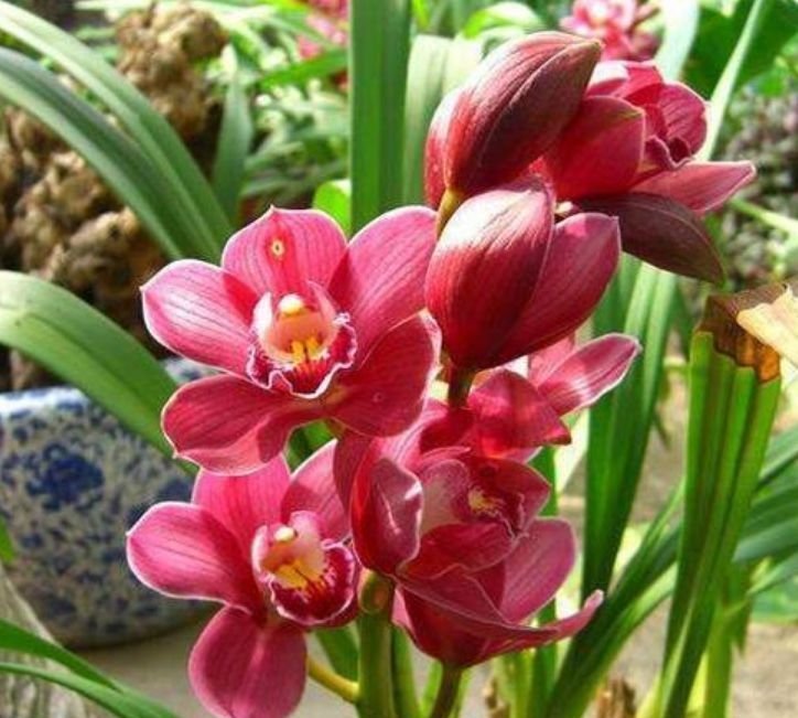 这几款植物养在家里,花期长花量大,一盆千百朵,枝头花苞满