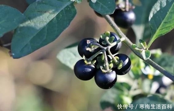 认识杂草——龙葵