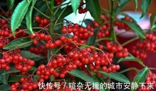 浇水|5种花高贵优雅，看了就让人沉醉，沾土就能活，浇水就疯长