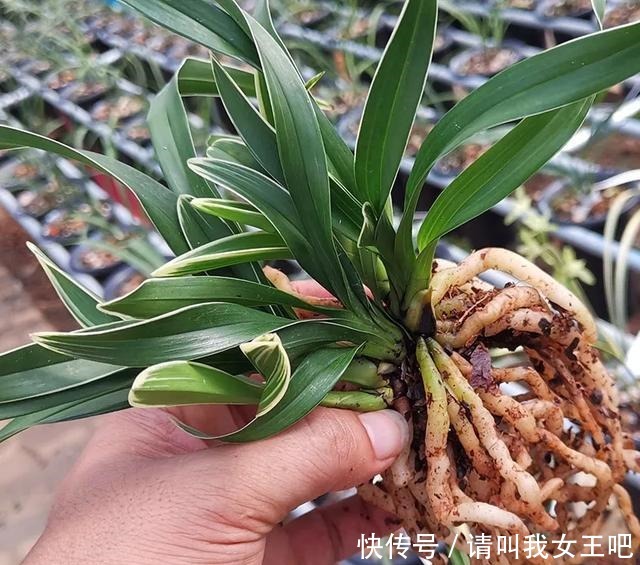 6种兰花,一开花香飘满屋,越养越值钱!6种兰花,一开花香飘满屋,越养越值钱!