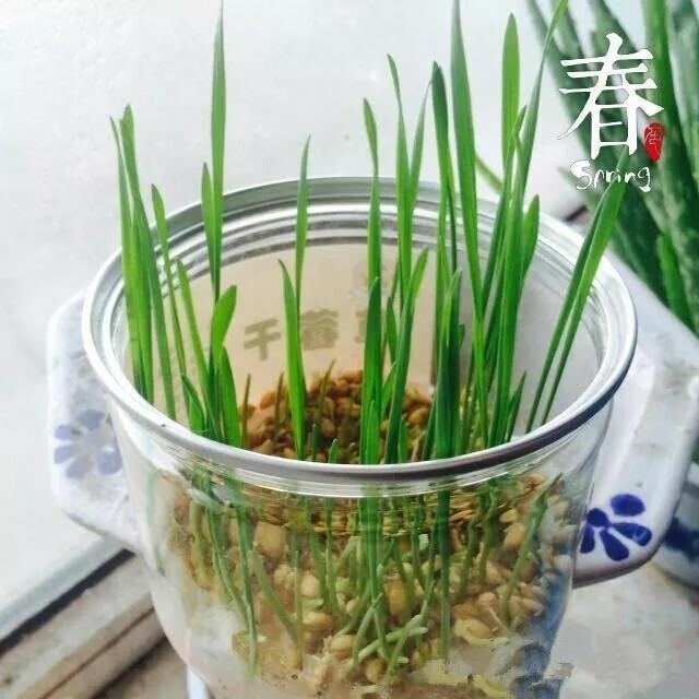 丢一把种子到水里,7天冒出小森林,越热越长个!绿植盆栽不用买