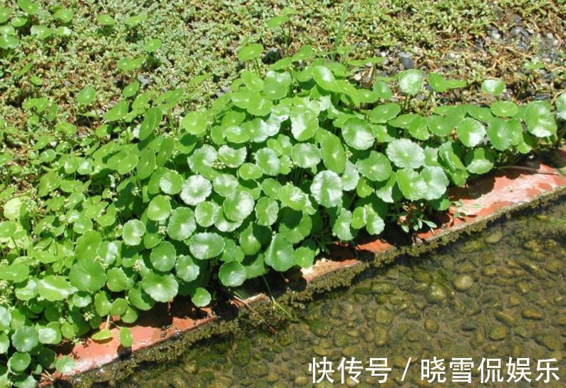 花卉|10月以后,3种花搬出去淋淋雨,叶片肥美长势好,越养越旺盛