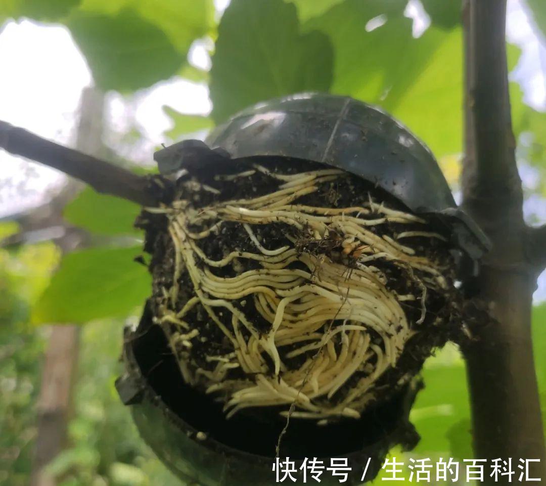 这花不用扦插,枝条套个塑料袋,大白根呼呼冒养花大全昨天