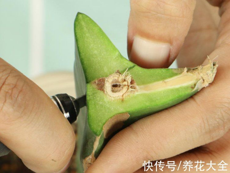 叶子|冬天扦插,最简单的方法学起来,这6种花都能生根