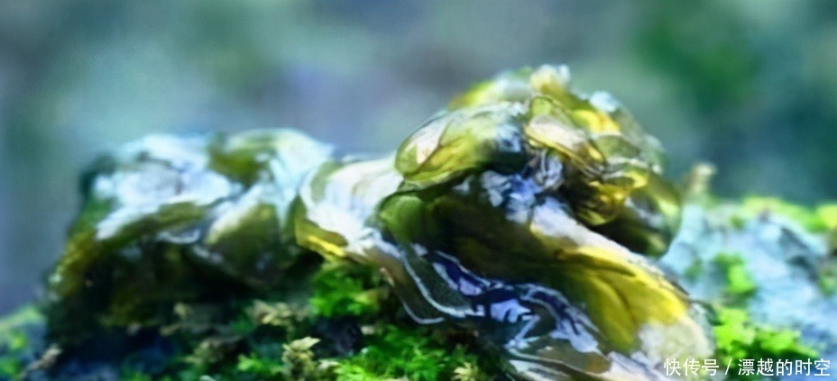 食物|子宫光滑的女性,都爱吃以下的食物,缓解痛经,预防子宫早衰!