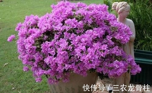 三角梅|三角梅的种植技巧