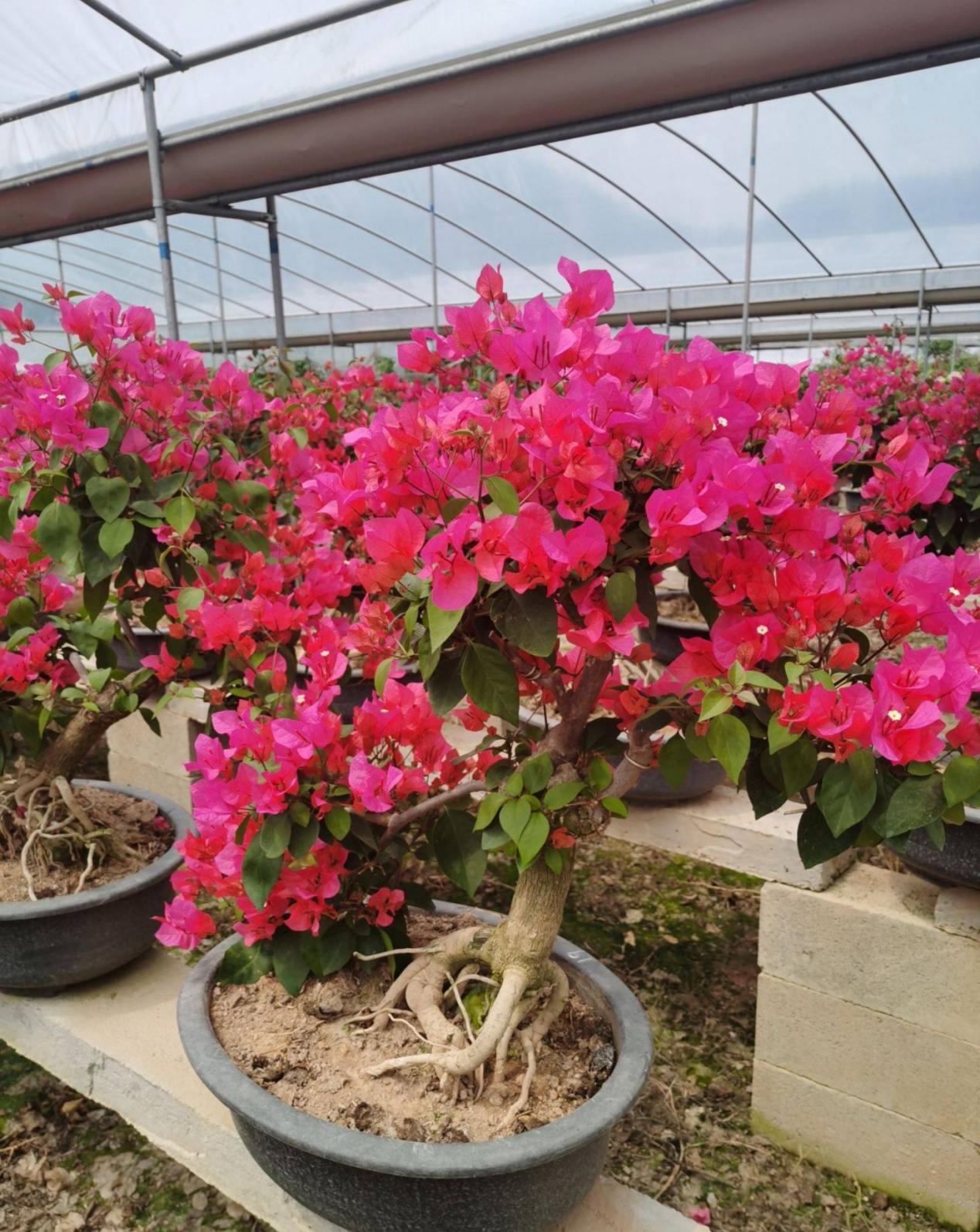 三角梅|将这4点落实到位，盆栽三角梅开花更漂亮，效果肉眼可见的显著