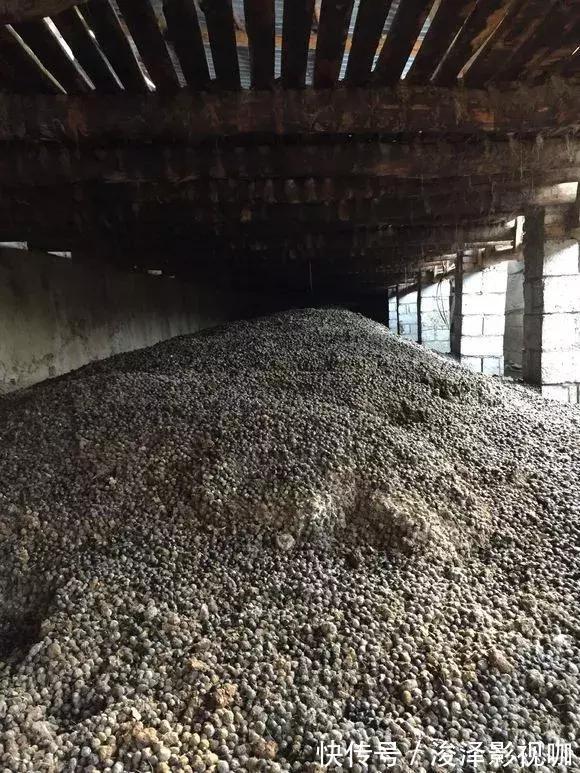 施肥|路边捡来4种小东西,丢在盆底,一年不用施肥,也不怕烂根!