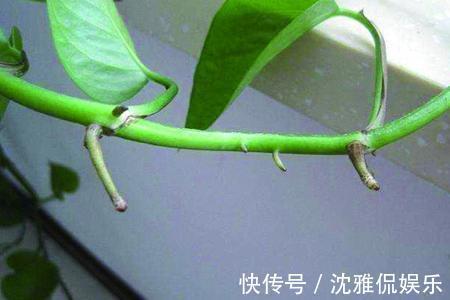绿萝|绿萝有个生长“小机关”，保护好藤条呼呼长，比施肥还管用
