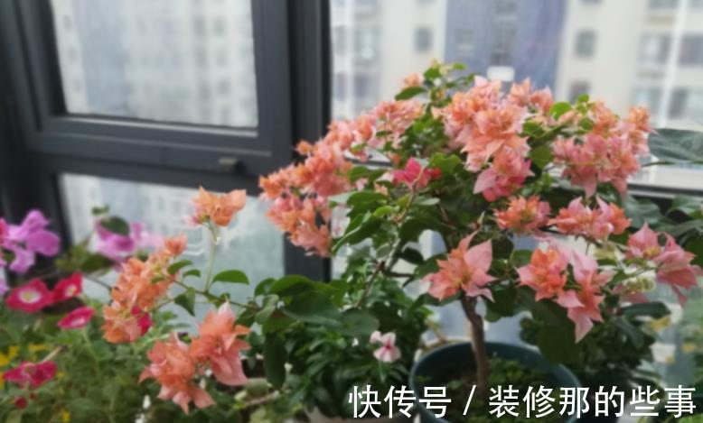 株苗|天气时冷时热,养花别急着干3件事,不然盆栽很难安然过8月