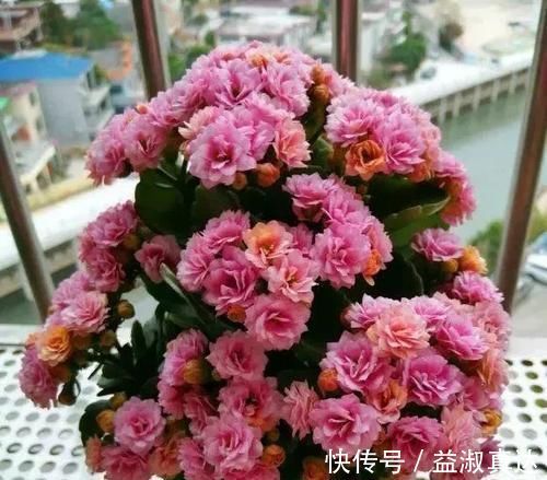 家里的橘子皮别丢了，用来养长寿花，酸性大肥力足，叶绿开花美！