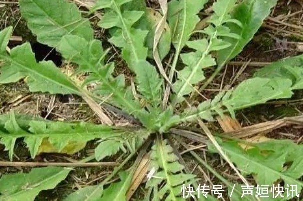 含量|老年人补钙不如多吃野菜,钙含量不输于牛奶,多吃身体更健康