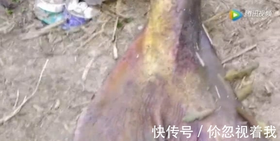 男子钓到200斤大鱼,众人帮忙捞上岸,看着让人羡慕