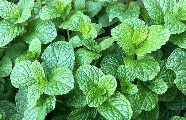 土壤|薄荷这样养,叶片颜色深,长势旺,摘片叶“解毒败火”,养生必备