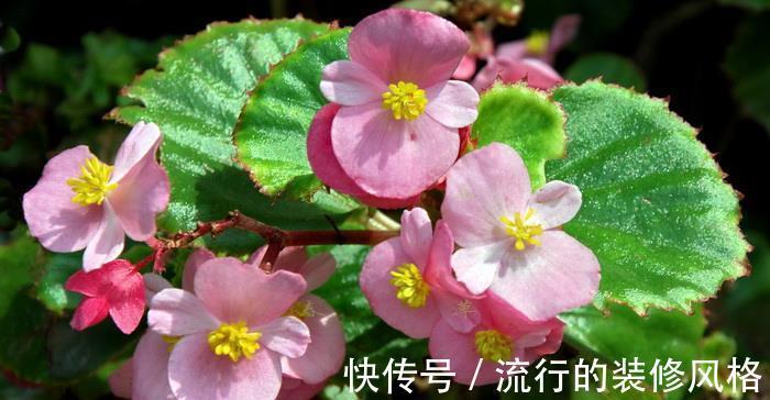 茉莉花|养花试试这几款,香气四溢,绿树白花,格外清新可爱