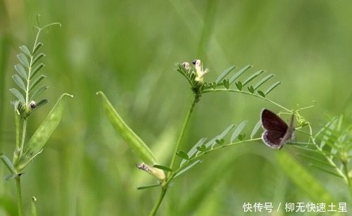 吃法|夏季挖野菜，送你64种野菜图片大全，教你认识不同的野菜和吃法！