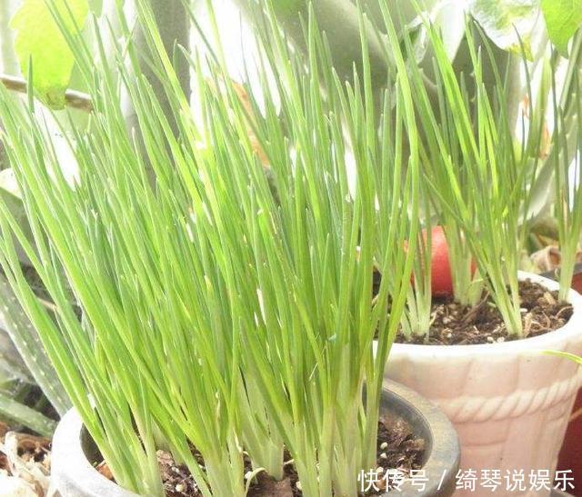 4步教你盆栽小葱,又粗又“肥硕”,不用再去菜市场买啦