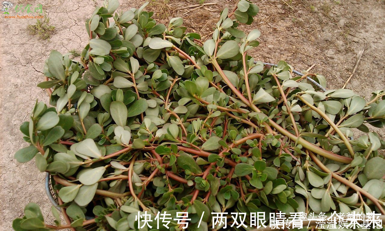 二羟乙胺|在农村有一种晒不死的长寿菜,市场要卖10元一斤,自己去采不花钱