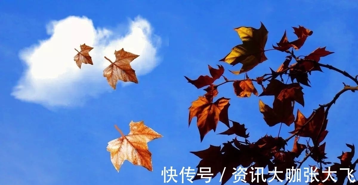 倩影@一夜霜风,几许秋声染斑驳,塘中玉莲隐倩影,檐前北雁辞楼阁