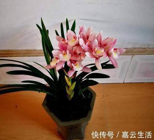 香妃|香味最浓的兰花,可以媲美香水,上盆效果棒,非常好养易活