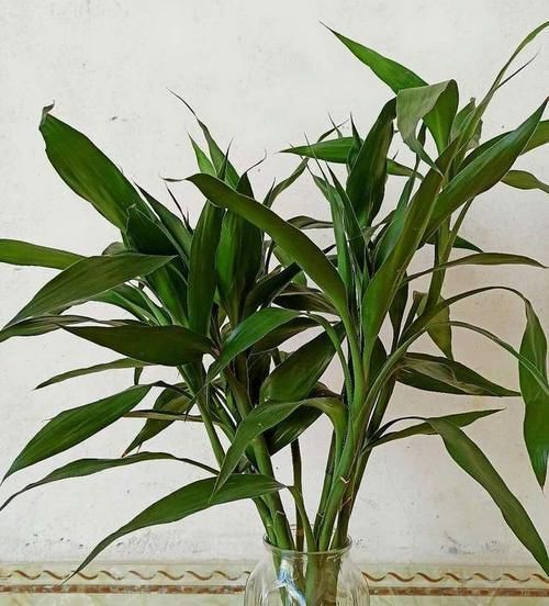 根系|卧室养什么花好?4种花就很合适,不花里花哨,实在