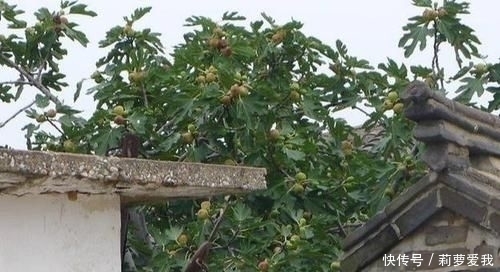 梧桐树|家里种树,讲究大,5种树旺宅,3种树不能栽,你知道是什么吗?