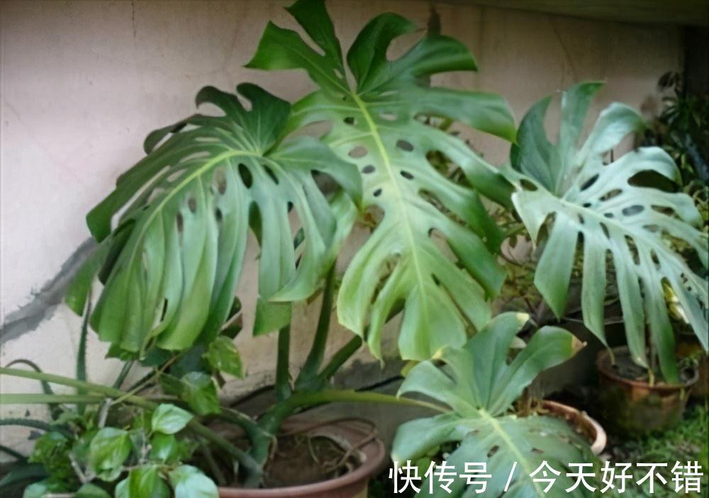 种养龟背竹,花盆里埋几粒它,长势变旺盛,叶片宽大油绿不发黄