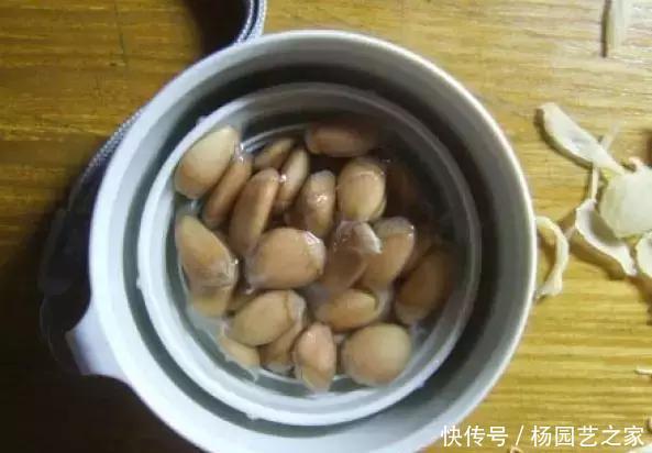 发芽的胡萝卜,吃剩的水果核都别扔,一周让家里长满绿植