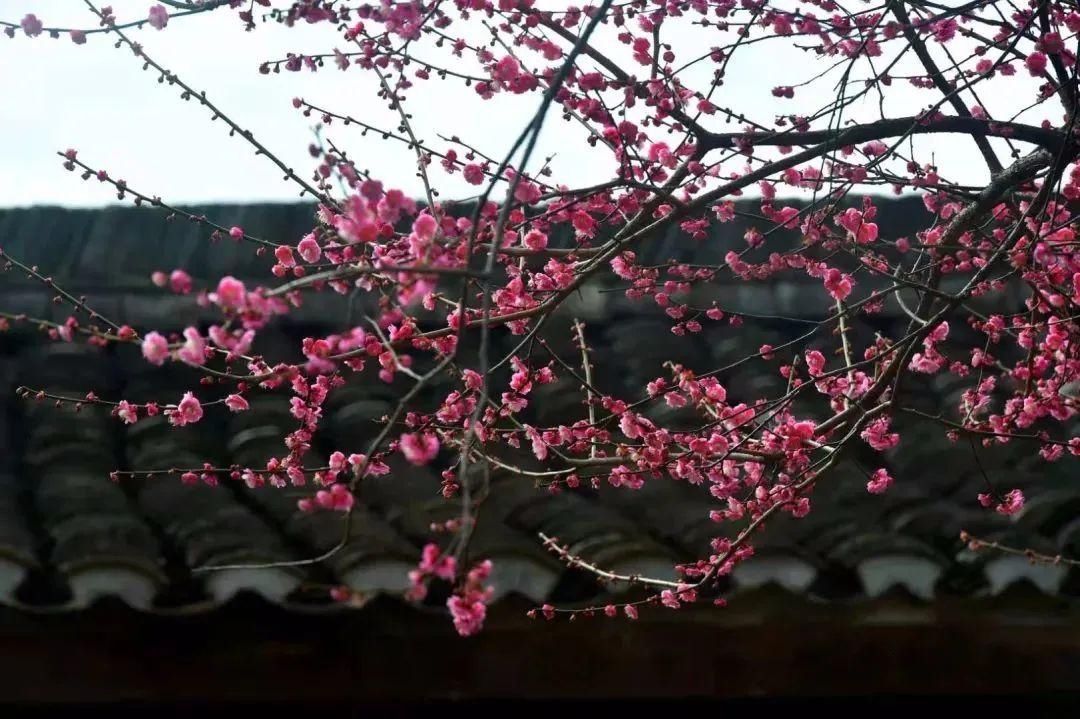 老年|怦然心动！来三门这座“中国画里的村庄”，查收春日小“梅”好！