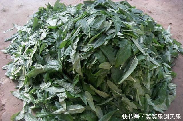 种子香味扑鼻,叶子也是稀罕货,市场卖8元一斤,经常买不到!