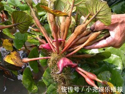 毒瘤|6岁女童胃里抽出一斤脓液，夏季有些水果像毒瘤，你还敢给娃吃吗