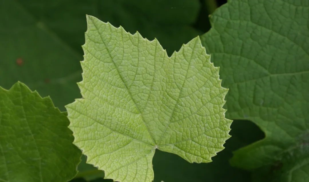 叹白发&66首惊才绝艳的古诗词,终于找全了,值得永久收藏