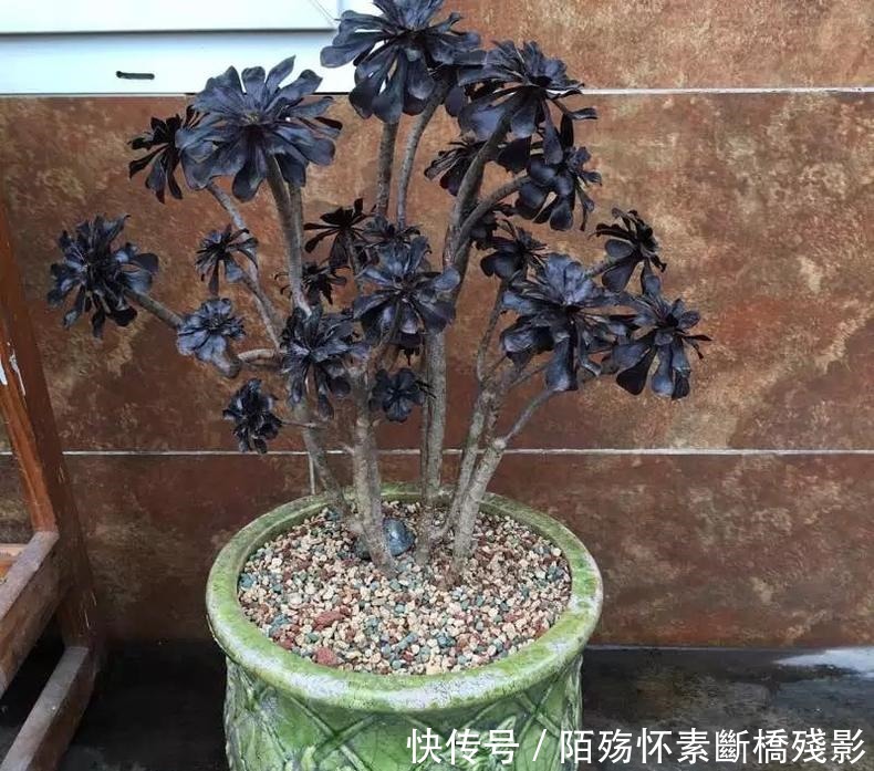 多肉|看到他养的多肉,我才知道法师有多扛晒