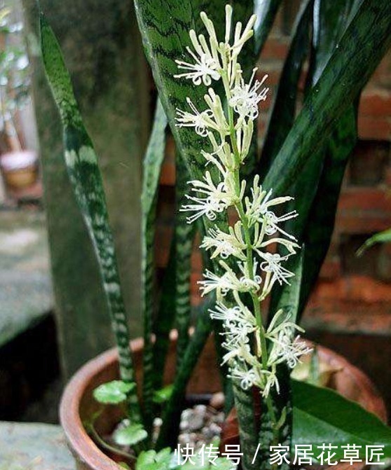 侧芽|虎皮兰不够油绿,不长侧芽?其实只需注意3个要点,想养不好都难