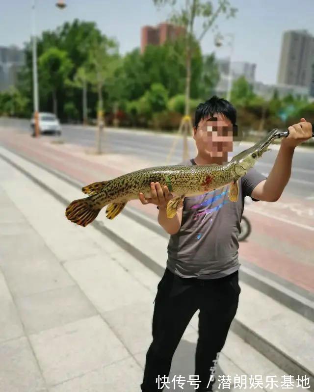 掠食者|佛山钓鱼人，河里钓获半米长尖嘴鱼，这鱼已成广东江河大害