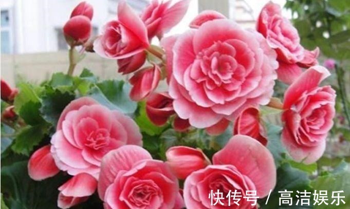 4种花一养就上瘾,沾土就活,花期长达200天,阳台养出小花园