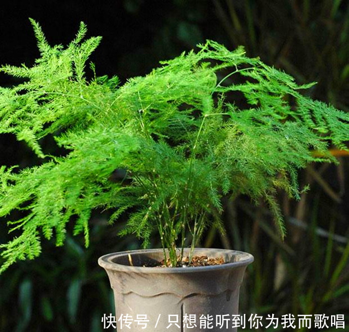 文竹独具风韵,都说不好养,主要是方法不对