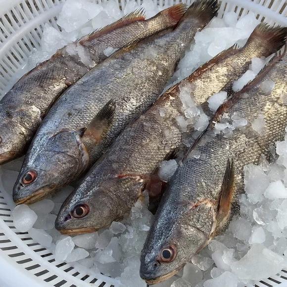 最常见的50种食用鱼,别再说你不认识,好好看看,你认识几种