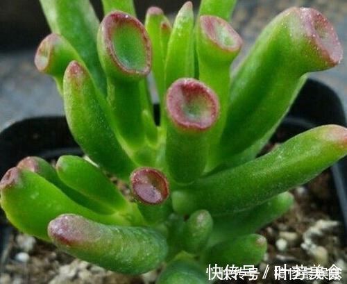 观赏价值高又好养的盆栽多肉植物，太阳一晒就变颜色