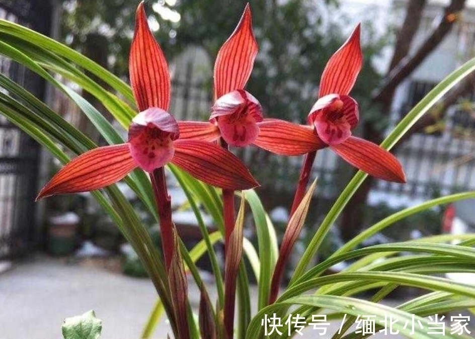 花色|别养月季了!此兰是“香花之王”,又美又仙,火了20余年