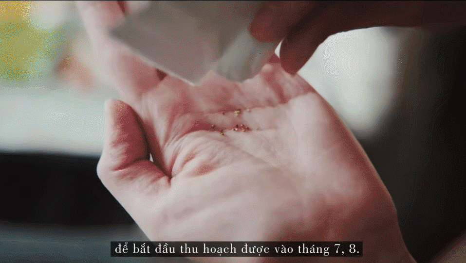 德国主妇将8㎡阳台打造成菜园，不花一分钱种够全家吃的菜