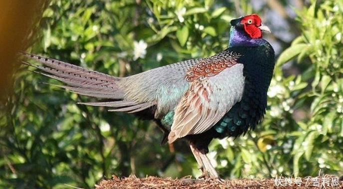 当国鸟,日本的是绿雉,那中国的国鸟是什么?