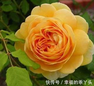 最值得入手的月季,黄金庆典