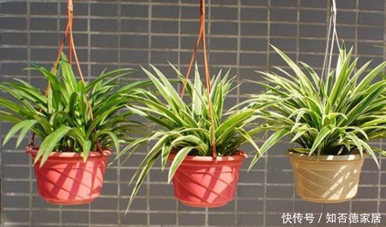 风信子|家中千万不要摆这些绿植，对身体不仅没有帮助，还会起反作用