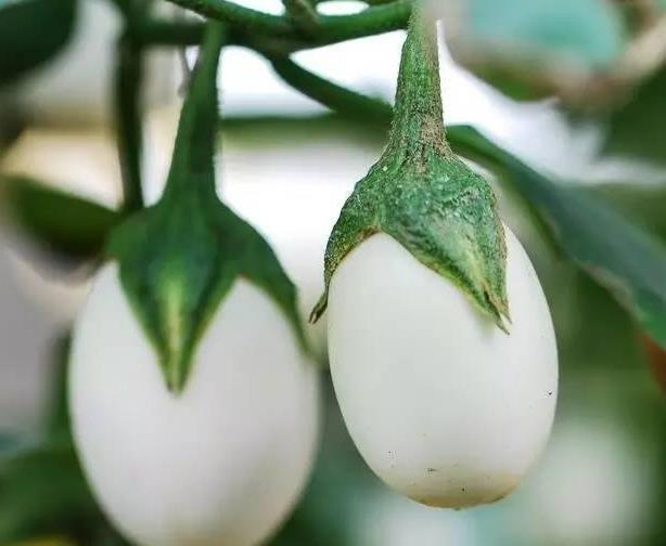 奶奶在阳台种“鸡蛋”,6个月采摘,1次收获“5斤”,够全家吃