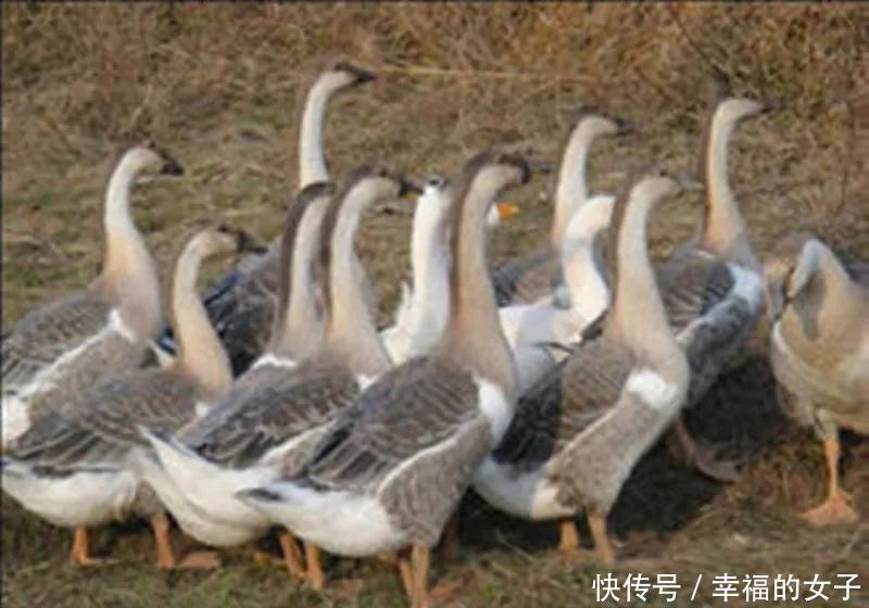 道县的三大荤菜特产,一道比一道绝